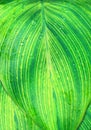 Close up green tropical leaf texture, abstract leaf vertical background