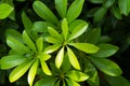 Umbrella plant leaves