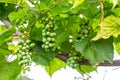 Close up green and underripe grape bunches hanging on tree. Bunches of grapes maturing on a vine. Vine Grapes On a Trellis. Grapes Royalty Free Stock Photo