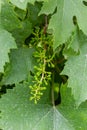 Close up green and underripe grape bunches hanging on tree. Bunches of grapes maturing on a vine. Vine Grapes On a Royalty Free Stock Photo