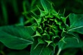 A close-up of a green, unopened sunflower bud surrounded by dark green leaves Royalty Free Stock Photo