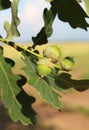 Close-up green unripe acorns on an oak twig