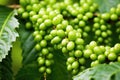 close-up of green, unripe coffee berries