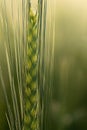 Close-up of a green unripe ear of barley in spring. The sun shines through the grain from behind. The background is green