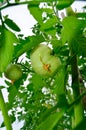green unripe large tomato