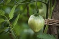 Close up of green unripe organic tomato plant Royalty Free Stock Photo