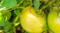 Close up of green unripe tomatoes growing on a vine branch in a garden, with a crack splitting from excess moisture, a common Royalty Free Stock Photo