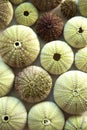 Close up of green urchins