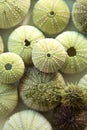 Close up of green urchins