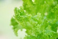 Close up of green vegetable salad in the garden background - Fresh lush lettuce leaves background on herbal farm Royalty Free Stock Photo