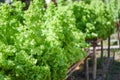 Close up of green vegetable salad in the garden background - Fresh lush lettuce leaves background on herbal farm Royalty Free Stock Photo