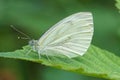 Close up of a green-veined white butterfly, Pieris napi