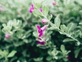 Green velvet bush with small purple flowers. Royalty Free Stock Photo