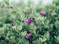 Green velvet bush with small purple flowers. Royalty Free Stock Photo