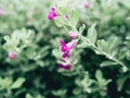 Green velvet bush with small purple flowers. Royalty Free Stock Photo