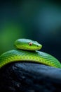 Close up of the green venomous snake,Generative AI Royalty Free Stock Photo