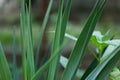 Close up of green vetiver grass. sweet grass in home garden. Green vetiver background