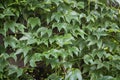 Close up of green vine foliage Royalty Free Stock Photo