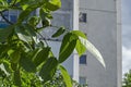 Close up of Green walnuts fruit growing on a walnut tree, district Drujba Royalty Free Stock Photo