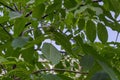 Close up of Green walnuts fruit growing on a walnut tree, district Drujba Royalty Free Stock Photo