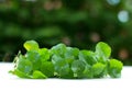 Close up green Water Pennywort plant