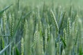 Close-up of green wheat on an agricultural field. Young wheat ears growing and ripening in organic cereal cultivation
