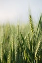 Close up on green wheat ears on late spring Royalty Free Stock Photo