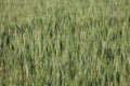 Close up on green wheat ears on late spring Royalty Free Stock Photo