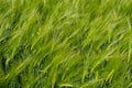 Close-up on Green Wheat Field waving in the wind on a sunny day Royalty Free Stock Photo