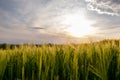 Close up of green wheat heads growing in agricultural field in spring Royalty Free Stock Photo