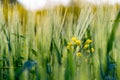 Close up of green wheat heads growing in agricultural field in spring Royalty Free Stock Photo