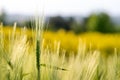 Close up of green wheat heads growing in agricultural field in spring Royalty Free Stock Photo