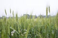 Close-up green Wheat Spike grain in the field Royalty Free Stock Photo