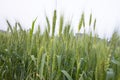 Close-up green Wheat Spike grain in the field Royalty Free Stock Photo