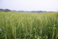 Close-up green Wheat Spike grain in the field Royalty Free Stock Photo