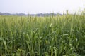 Close-up green Wheat Spike grain in the field Royalty Free Stock Photo