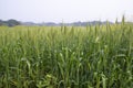 Close-up green Wheat Spike grain in the field Royalty Free Stock Photo