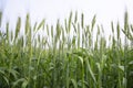 Close-up green Wheat Spike grain in the field Royalty Free Stock Photo