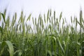 Close-up green Wheat Spike grain in the field Royalty Free Stock Photo