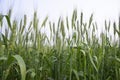 Close-up green Wheat Spike grain in the field Royalty Free Stock Photo