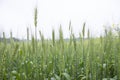 Close-up green Wheat Spike grain in the field Royalty Free Stock Photo