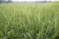 Close-up green Wheat Spike grain in the field Royalty Free Stock Photo