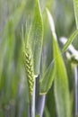 Close up of Green wheat spike