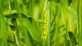 Close up of Green wheat stem Royalty Free Stock Photo