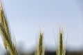 Close up of green wheat on a warm soft spring sun. Wheat plant detail in Agricultural field Royalty Free Stock Photo