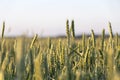 Close up of green wheat on a warm soft spring sun. Wheat plant detail in Agricultural field Royalty Free Stock Photo