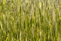 Close up of green wheat on a warm soft spring sun. Wheat plant detail in Agricultural field Royalty Free Stock Photo