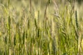 Close up of green wheat on a warm soft spring sun. Wheat plant detail in Agricultural field Royalty Free Stock Photo