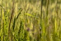 Close up of green wheat on a warm soft spring sun. Wheat plant detail in Agricultural field Royalty Free Stock Photo