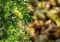 Close-up of green with white christmas leaves of Thuja occidentalis Smaragd Variegata, northern white-cedar or eastern white cedar